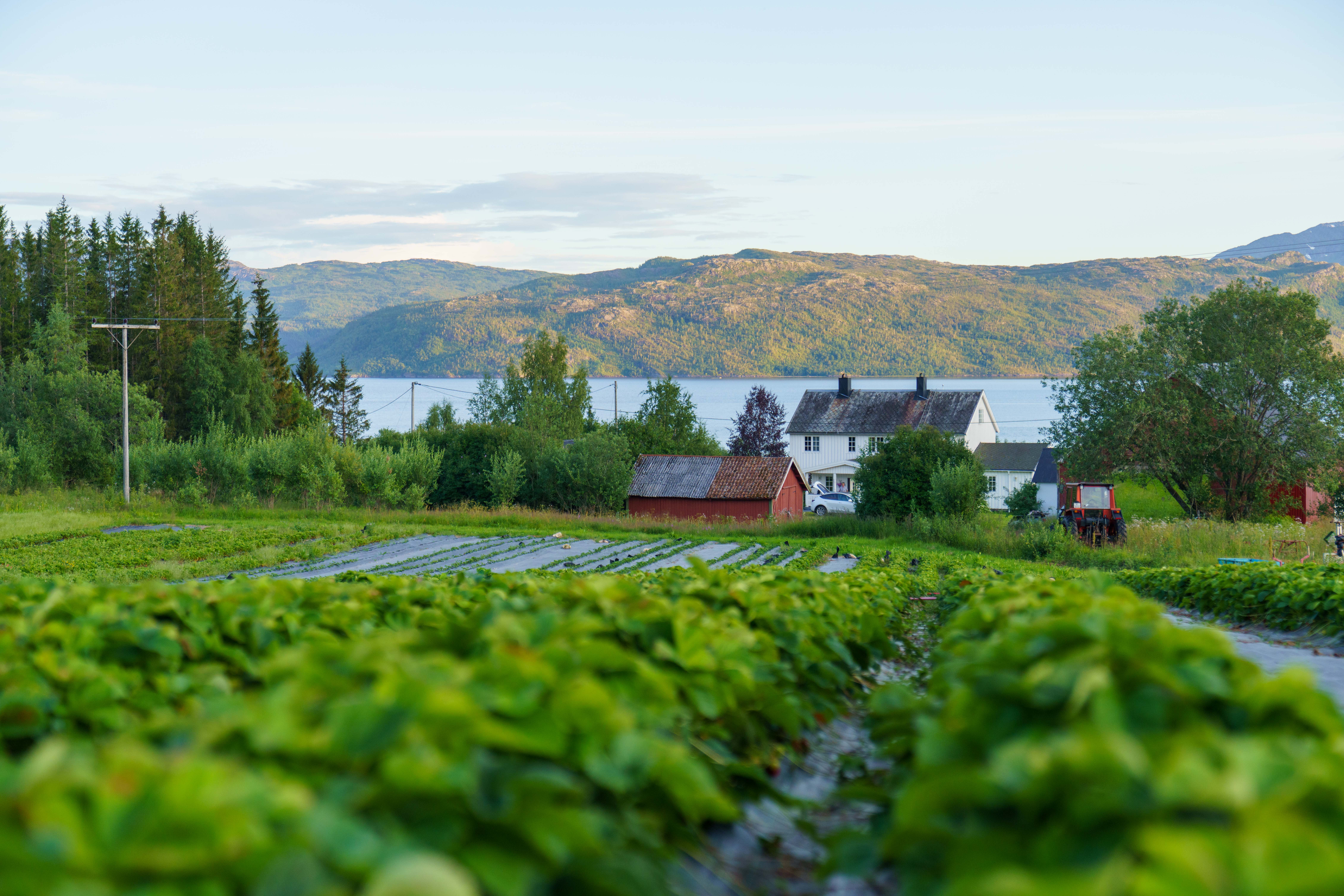 Midnight sun bathing an Arctic strawberry farm.