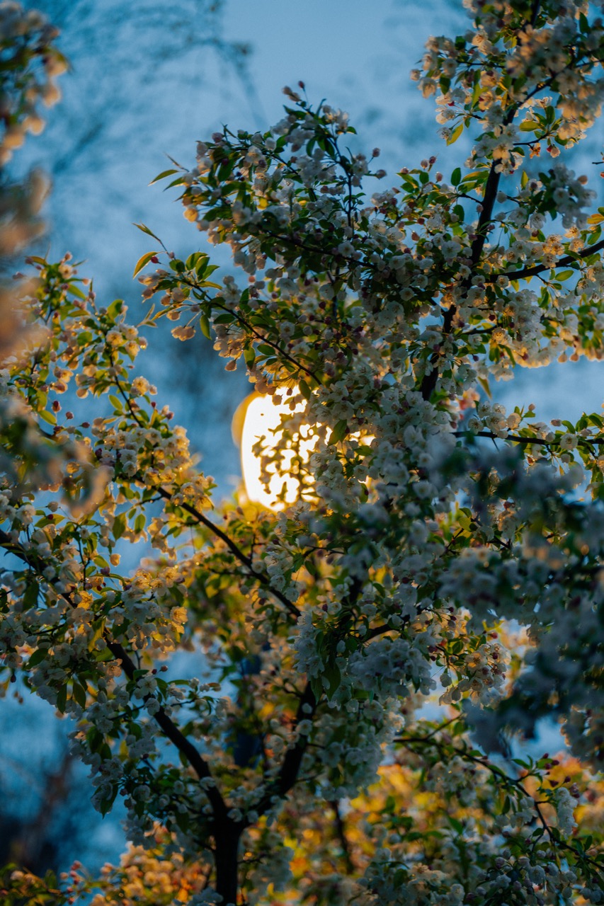Lamp-lit magnolia on Northwestern campus glowing icy white against the night.