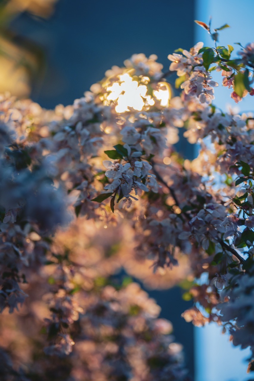 Cherry blossoms glowing pink under a warm street lamp during blue hour.