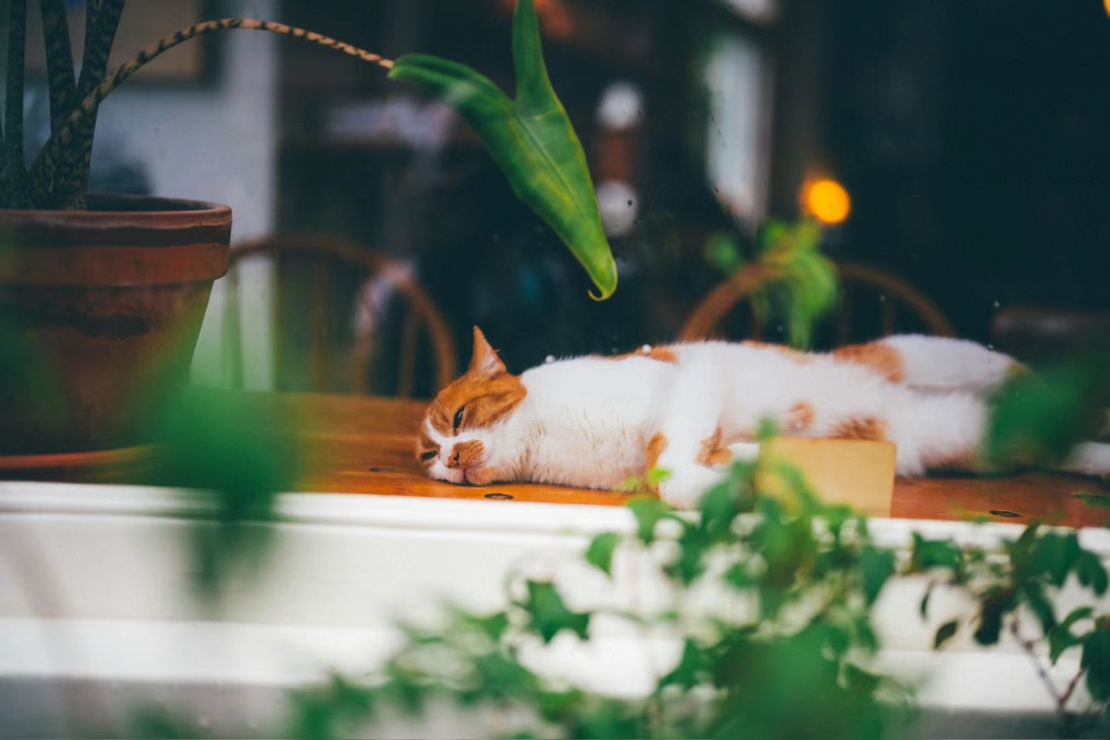 Ginger-and-white cat napping on a Jordaan café windowsill.